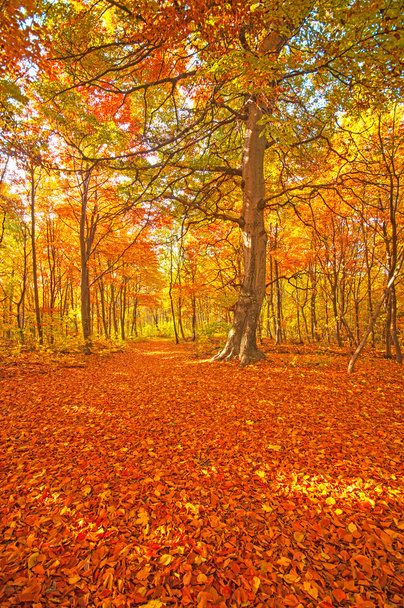 森の秋のシーン - 写真・画像