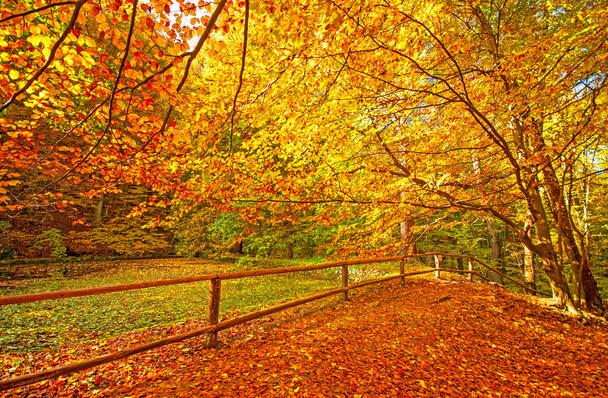 Őszi jelenet az erdőben - Fotó, kép