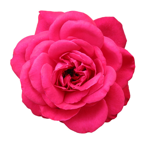hermosa rosa sobre un fondo blanco - Foto, imagen