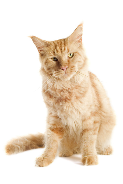 Ginger maine coon cat - Photo, Image