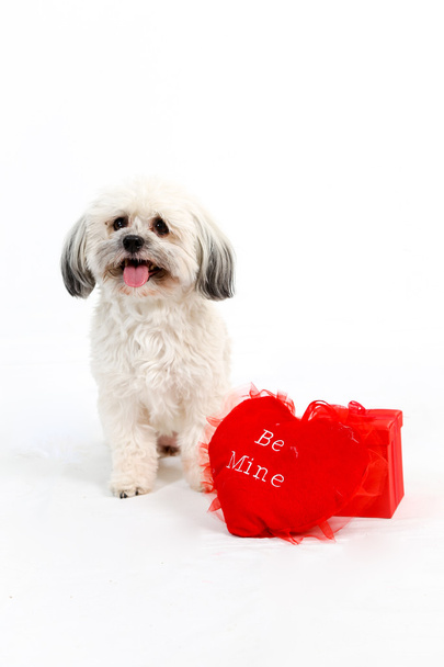 Havanese dog Valentine - Photo, Image
