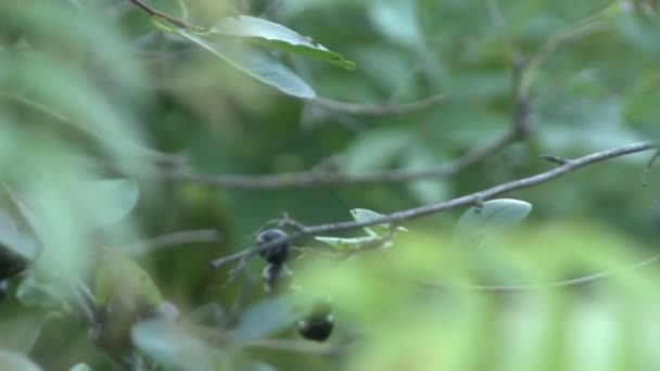 Aronia, chokeberry, on the green branches - Séquence, vidéo