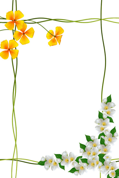  ramo de flores de jasmim isolado no fundo branco. primavera
  - Foto, Imagem