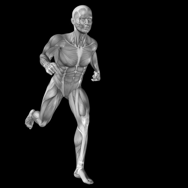 hombre con músculos para la anatomía
 - Foto, imagen