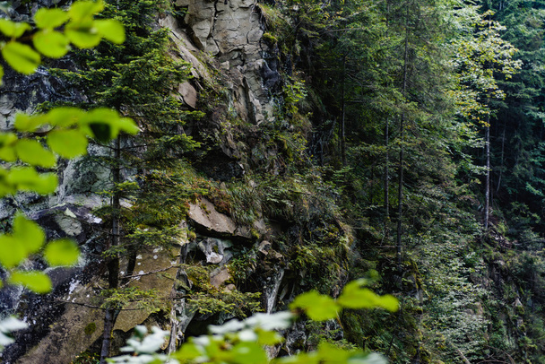Rocky mountain with green plants - Fotografie, Obrázek
