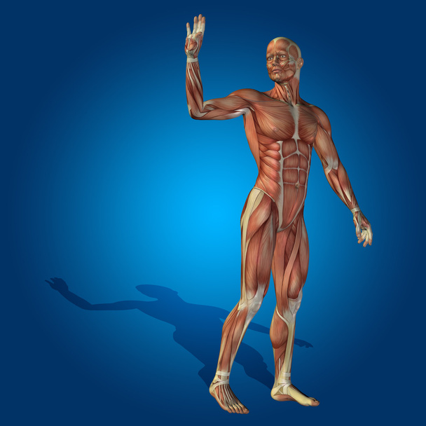 Corps d'anatomie avec muscles
 - Photo, image
