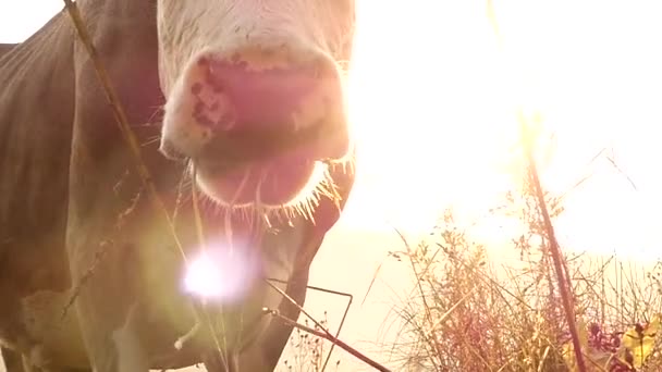 Kuhschnauze im Sonnenlicht, die in Zeitlupe auf einer Wiese weidet. - Filmmaterial, Video