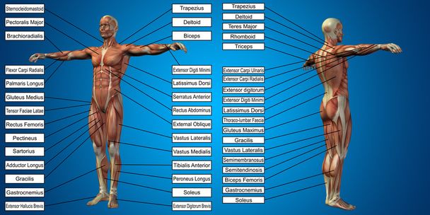 man anatomie en spieren textboxes  - Foto, afbeelding