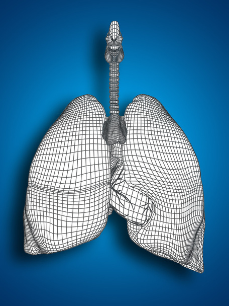  メッシュ呼吸器系  - 写真・画像