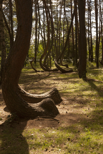 Bosque Torcido en Nowe Czaernowo, Polonia
 - Foto, imagen