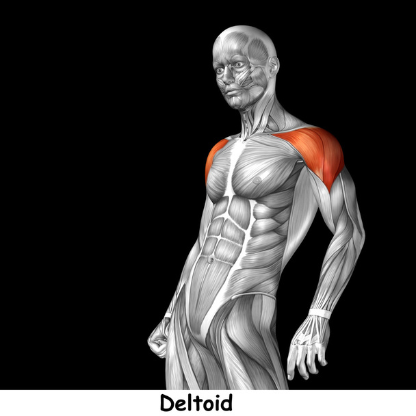 Ανατομία του ανθρώπου στο στήθος  - Φωτογραφία, εικόνα