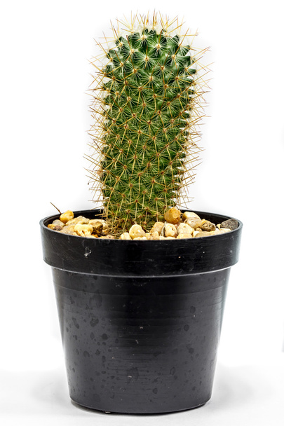 Cactus en pot de fleurs
   - Photo, image