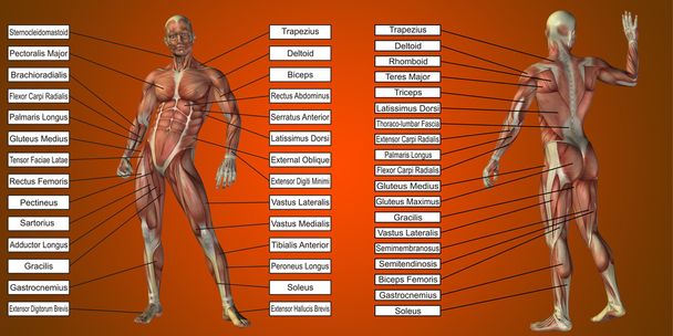 анатомія людини і м'язи текстових коробок
  - Фото, зображення