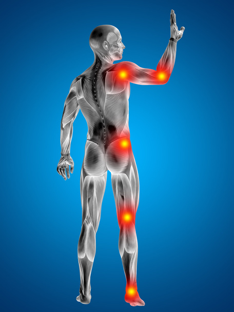 людина з м'язами для анатомії
 - Фото, зображення