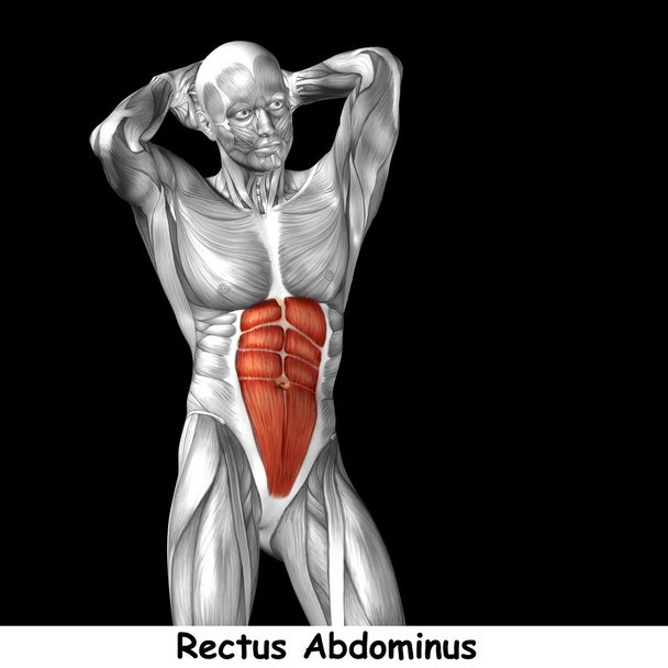 ihmisen rintakehän anatomia
  - Valokuva, kuva