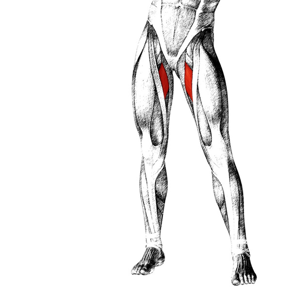анатомія верхніх ніг людини
  - Фото, зображення