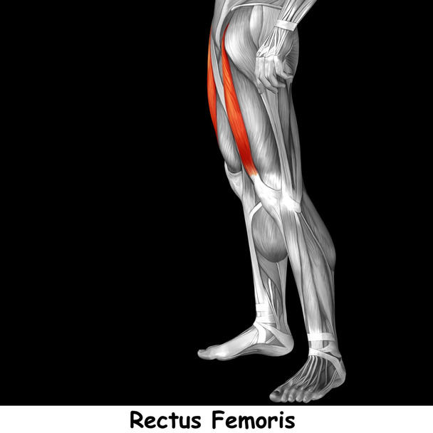  anatomía de las piernas superiores humanas
  - Foto, imagen