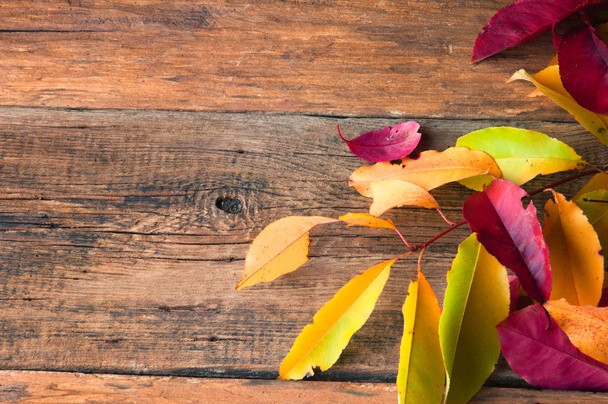 Belle foglie colorate. Sfondo vintage in legno. Copyspace
 - Foto, immagini