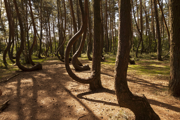 Кривой лес в Нове-Чаерново, Польша
 - Фото, изображение