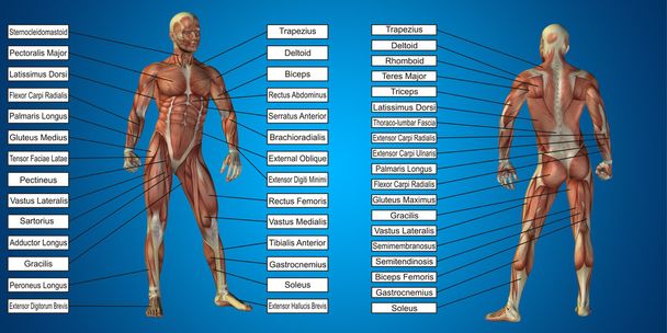 man anatomy and muscles textboxes  - Photo, Image
