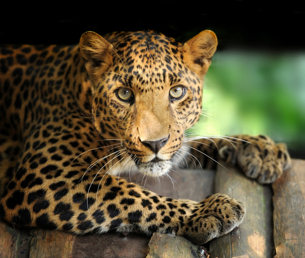 Леопард
 - Фото, изображение