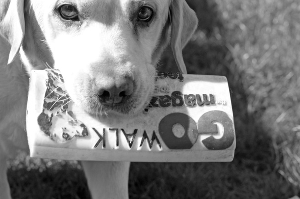 Labrador dog - Photo, Image