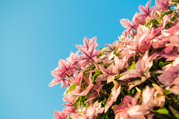 Klimatis flower - Фото, изображение