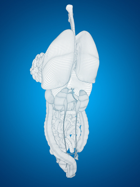  Sistema digestivo de malha wireframe
  - Foto, Imagem