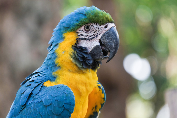 schöner blauer und goldener Ara-Vogel - tropischer Papagei - Foto, Bild
