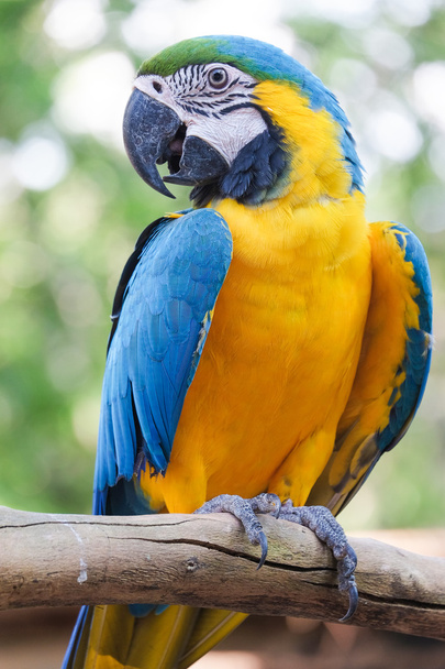 Bel oiseau aras bleu et or - Perroquet tropical
 - Photo, image