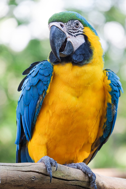 Hermoso pájaro guacamayo azul y dorado - Loro tropical
 - Foto, Imagen