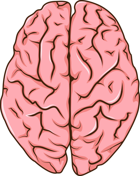 dibujos animados del cerebro izquierdo y derecho humano
 - Foto, imagen
