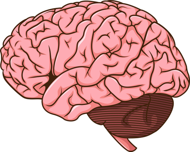 human brain cartoon - Photo, Image