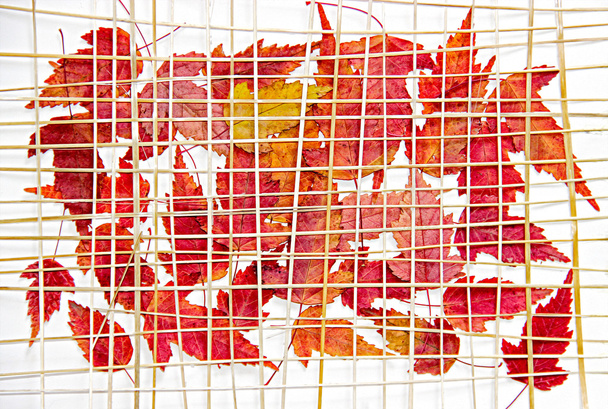 Zářivě červená a žlutá vícebarevná lisované dekorativní javorové listy - Fotografie, Obrázek