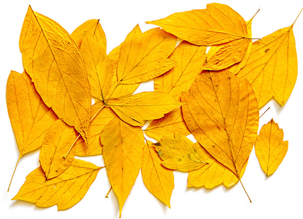 Сухе кленове листя малювання маслом, фото маніпуляції
 - Фото, зображення