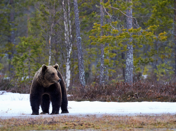Бурый медведь в тайге
 - Фото, изображение