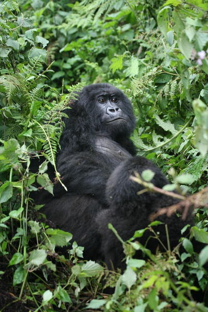 Wild Gorilla animal Rwanda Africa tropical Forest - Photo, Image
