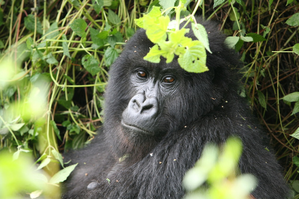 wilder Gorilla Tier Ruanda Afrika Tropenwald - Foto, Bild