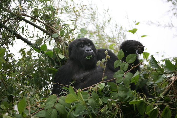 Gorilla vadállat Ruanda Afrika trópusi erdő - Fotó, kép