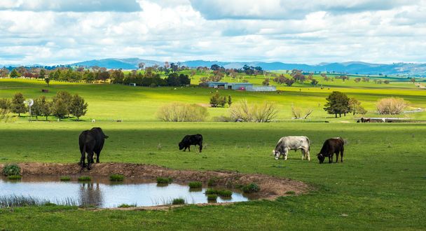 Fattoria di mucche nella campagna australiana
 - Foto, immagini