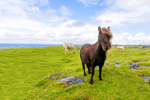Pony frei irischer Strand - Foto, Bild