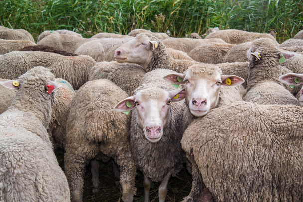 Stado owiec - Zdjęcie, obraz