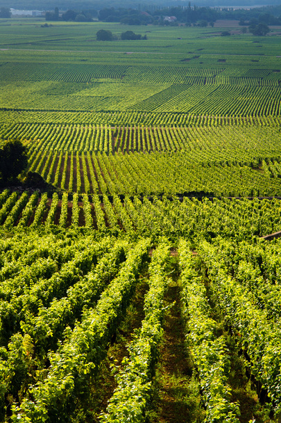 vinice v gevrey chambertin Burgundsko Francie - Fotografie, Obrázek
