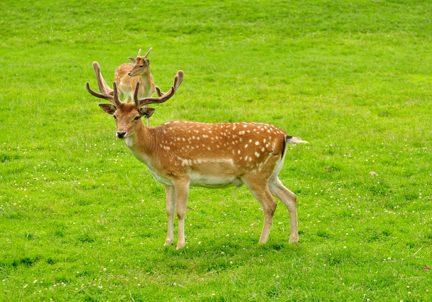 Two fallow deer - Photo, Image
