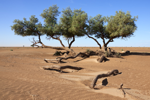 Tamarisk trees (Tamarix articulata) in the desert. - Photo, Image