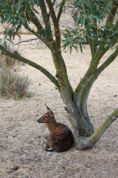 Klipspringer sentado debajo de un árbol
 - Foto, imagen