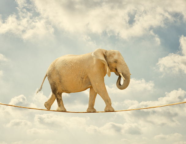 Elefánt a kötélen sétál - Fotó, kép