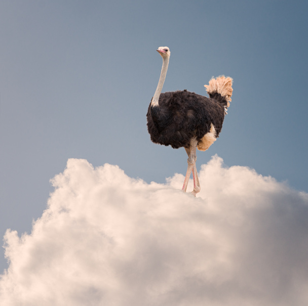 Avestruz de pie en la nube
 - Foto, imagen