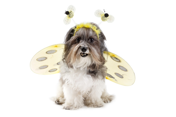 Lindo perro en un disfraz de abejorro
 - Foto, imagen