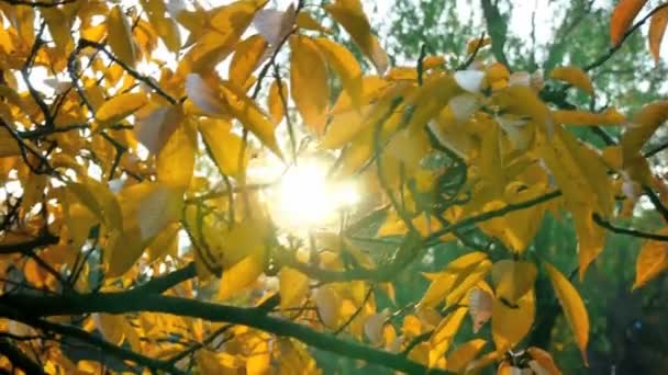Sonnenlicht scheint durch Herbstblätter - Filmmaterial, Video